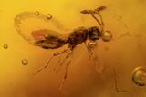 Detailed Fossil Flies And Wasp In Baltic Amber #87059-3